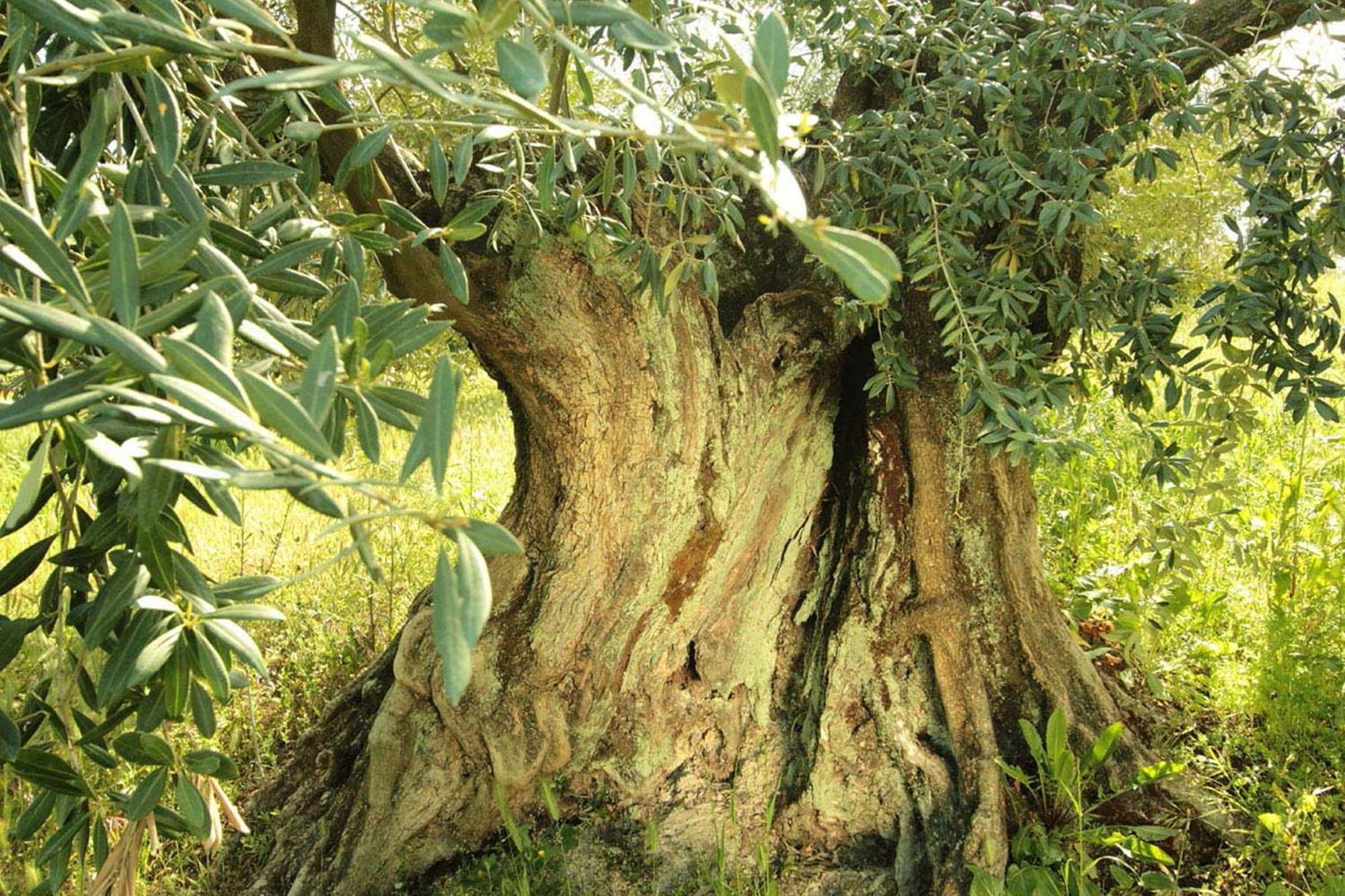 Hospederia La Era Hotel Almedinilla Bagian luar foto